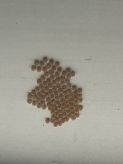 Lepidoptera