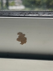 Lepidoptera