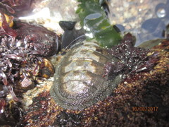 Chiton granosus