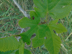 Dionconotus neglectus