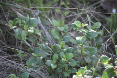 Lonicera subspicata denudata