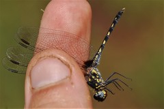 Diplacodes lefebvrii