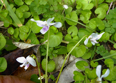 Viola lyallii