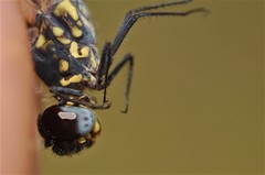 Diplacodes lefebvrii