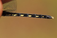 Diplacodes lefebvrii