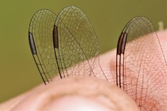 Diplacodes lefebvrii