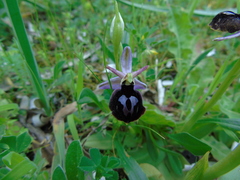 Ophrys ferrum-equinum