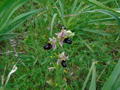 Ophrys ferrum-equinum
