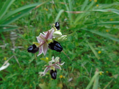 Ophrys ferrum-equinum