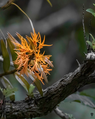 Dendrobium jerdonianum