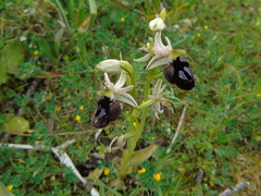 Ophrys ferrum-equinum