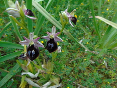Ophrys ferrum-equinum