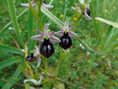 Ophrys ferrum-equinum