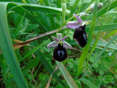 Ophrys ferrum-equinum