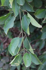 Fridericia platyphylla