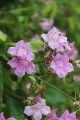 Fridericia platyphylla