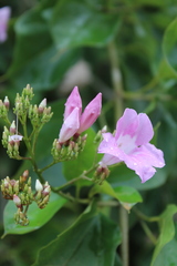 Fridericia platyphylla