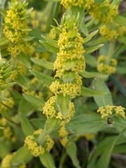 Cruciata
