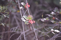 Ribes viburnifolium