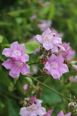 Fridericia platyphylla