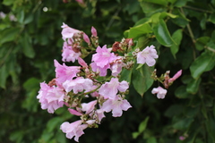 Fridericia platyphylla
