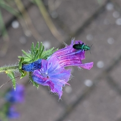 Psilothrix viridicoerulea