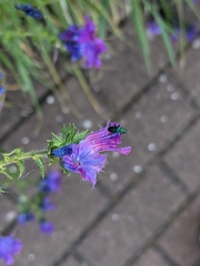 Psilothrix viridicoerulea