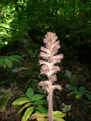 Orobanche laxissima