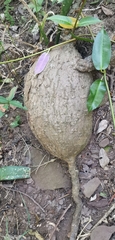 Ischnolepis natalensis