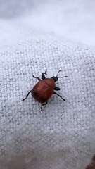 Attelabinae