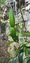 Ischnolepis natalensis