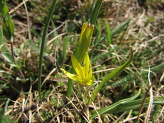 Gagea pusilla