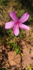 Hibiscus pedunculatus