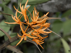 Dendrobium jerdonianum