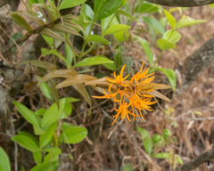 Dendrobium jerdonianum