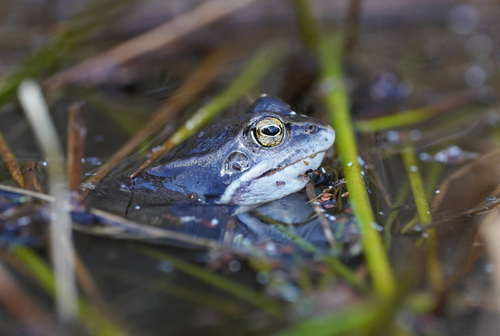 Altai Brown Frog, Rana arvalis