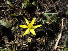 Gagea pusilla