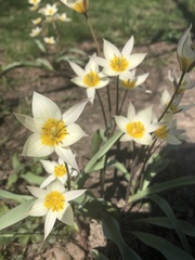 Tulipa bifloriformis