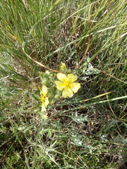 Potentilla astracanica