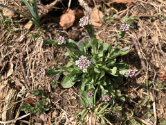 Noccaea caerulescens
