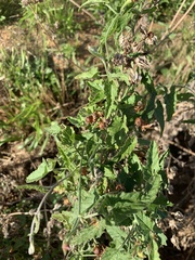 Convolvulus farinosus