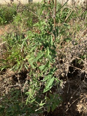 Convolvulus farinosus