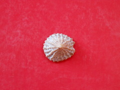 Crucibulum scutellatum