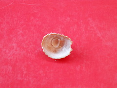 Crucibulum scutellatum