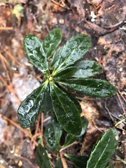 Chimaphila umbellata umbellata