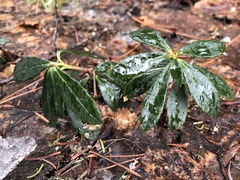 Chimaphila umbellata umbellata
