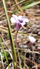 Pinguicula pumila