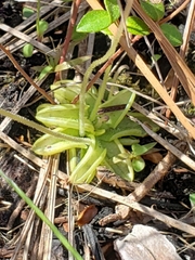Pinguicula pumila