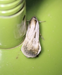 Tathorhynchus exsiccata