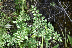 Pellaea andromedifolia pubescens
